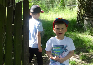 Oliwier w owczarkowej zagrodzie