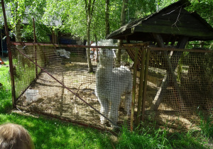 Lama w owczarkowej zagrodzie