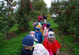 Dzieci spacerują pomiędzy jabłonkami.