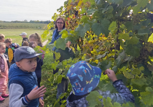 06 Sówki sprawdzają jaki smak mają winogrona