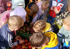 12 Słoneczka częstują się jabłkami