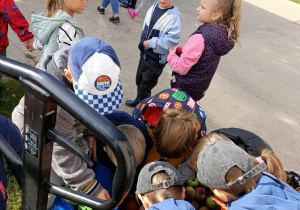 13 Sówki częstują się jabłkami