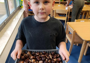 chłopiec trzyma kasztany