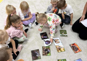 Szukanie leśnych zwierząt