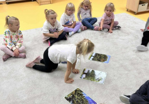 Rozpoznawanie rodzajów drzew