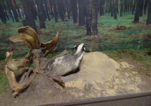 Eksponaty zwierząt miejszkajacych w lesie
