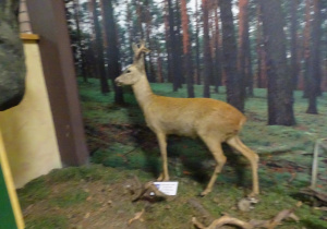 Eksponaty zwierzat mieszkających w lesie