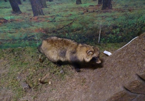 Eksponaty zwierząt mieszkających w lesie