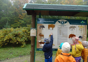 Sluchanie odgłosów zwierząt