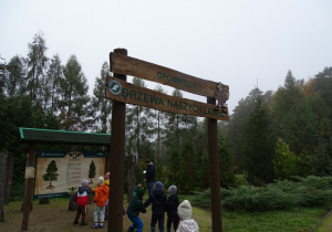 Drzewa naszych lasów