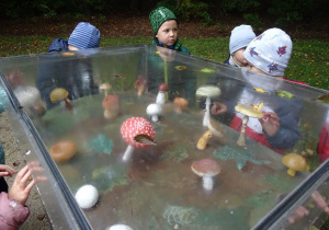 Leśne grzyby za szybą