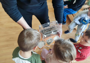 dzieci słuchaj opowiadania o mrowkach