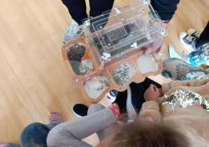 Dzieci oglądają mrówki