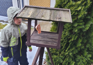 Tymuś zagląda do karmnika