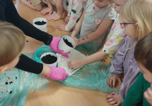 Sadzenie pestek cytryny