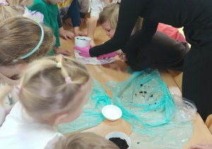 Sadzenie pestek cytryny