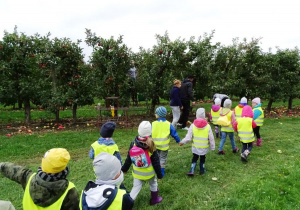 Dzieci obserwuja jak ludzie zbieraja jabłka