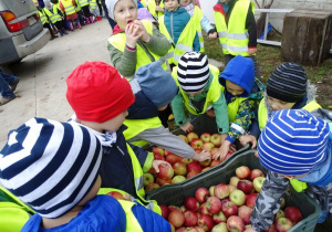Dzieci częstują się jabłkami prosto ze skrzyni
