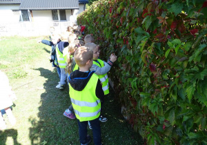 Dzieci obserwują liście.