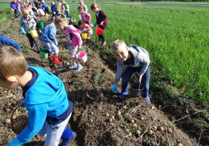 Dzieci zbierają ziemniaki.