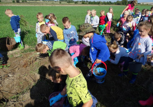 Dzieci zbierają ziemniaki na polu państwa Kuśmierków.
