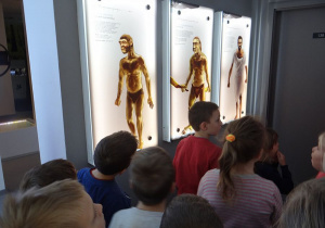 Dzieci oglądają ilustracje predstawiające człowieka na przestrzeni lat.